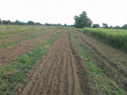 ขายรถพรวนดินญี่ปุ่นคูโบต้ารุ่น T-65 เบนซิล 6.5แรง มือสอง พร้อมอุปกรณ์ ขายรถพรวนดินญี่ปุ่นคูโบต้ารุ่น T-65 เบนซิล 6.5แรง มือสอง พร้อมอุปกรณ์