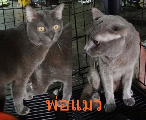 ลูกแมวโคราช(สีสวาด) ประมาณ อายุ 3เดือน ปลายหางคตเสียรูปนิดหน่อย มีรูป พ่อแม่แมว ให้พิจารณาครับ ลูกแมวโคราช(สีสวาด) ประมาณ อายุ 3เดือน ปลายหางคตเสียรูปนิดหน่อย มีรูป พ่อแม่แมว ให้พิจารณาครับ