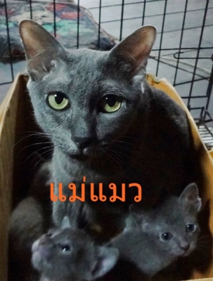 ลูกแมวโคราช(สีสวาด) ประมาณ อายุ 3เดือน ปลายหางคตเสียรูปนิดหน่อย มีรูป พ่อแม่แมว ให้พิจารณาครับ ลูกแมวโคราช(สีสวาด) ประมาณ อายุ 3เดือน ปลายหางคตเสียรูปนิดหน่อย มีรูป พ่อแม่แมว ให้พิจารณาครับ