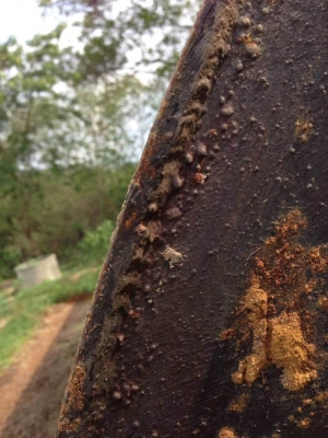 มี 5 ถัง ถังละ 58,000 บาท ถังน้ำมันขนาด 20,000 ลิตร  ยาว 6.2 เมตร สูง 2.1 เมตร  (เพิ่งเอาขึ้นมาจากพื้นดิน ปั้ม ปตท .สกลนคร)  รถอยู่  สกลนคร  โทร 0610710295