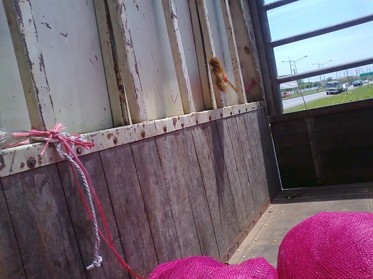 ขายด่วน..รถหกล้อ HINO MEGA FC 4J ปี 47   ยูโร 2 รถสวย เครื่องดี แรงจัด ประหยัดน้ำมัน คัสซีสวย พร้อมใช้งานได้ดีอีกนาน มีทะเบียนครบ.