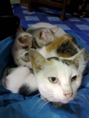 สวยจัง   rxs