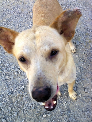 DID  JAPAN แท้สถาพสวยๆๆ  ขอบ  16 x 2.50 และ  18 x2.50 ดิสคู่   แปลงใส่ได้หลายรุ่น