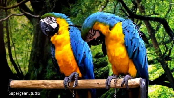 รับซื้อ " นกแก้วมาร์คอร์ "  ไว้เลี้ยงเอง ครับ