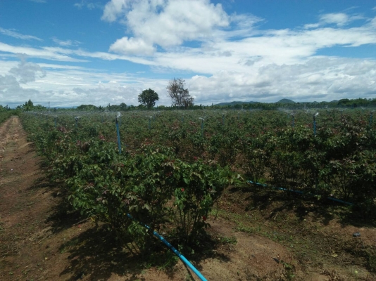 เครื่องสูบน้ำแรงดันสูงส่งน้ำระยะไกล เครื่อง ISUZU 4 สูบ ปั้มน้ำแรงดัน 4" ต่อสปริงเกอร์สูบน้ำทั่วไป ส่งทั่วไทย เครื่องสูบน้ำแรงดันสูงส่งน้ำระยะไกล เครื่อง ISUZU 4 สูบ ปั้มน้ำแรงดัน 4" ต่อสปริงเกอร์สูบน้ำทั่วไป ส่งทั่วไทย