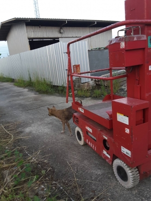 รถกระเชาไฟฟ้าเก่านอกพร้อมใช้ ราคา65,000 บ.