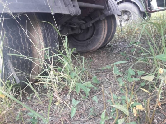 หางพื้นเรียบ PANUS หางพื้นเรียบ PANUS