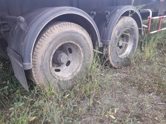 หางพื้นเรียบ PANUS หางพื้นเรียบ PANUS