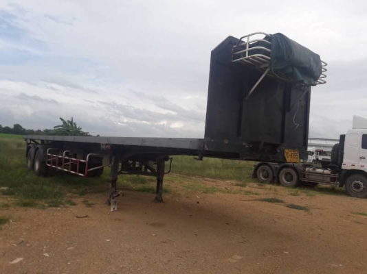 หางพื้นเรียบ PANUS หางพื้นเรียบ PANUS