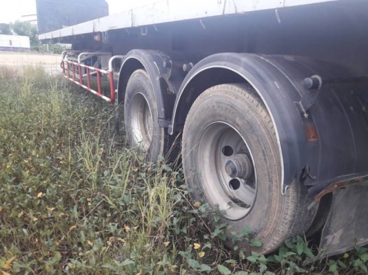 หางพื้นเรียบ PANUS หางพื้นเรียบ PANUS