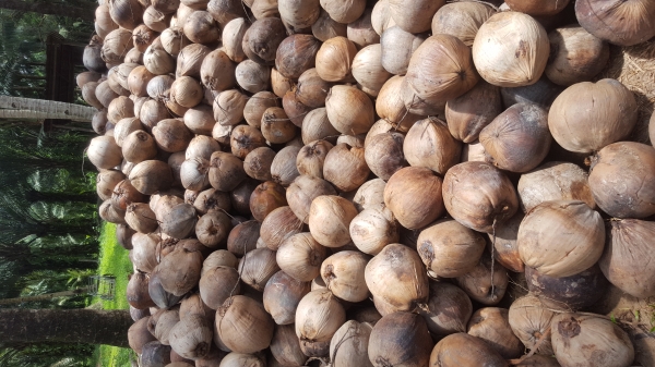 ขายส่งมะพร้าวลูกละ13บาท จังหวัดชุมพร มะพร้าวแกงสนใจโทร0643130366