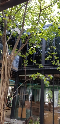 เหล็กบีม 200×200ยาว 18เมตรมี45ตัน โลละ17บาท เหล็กบีม 200×200ยาว 18เมตรมี45ตัน โลละ17บาท