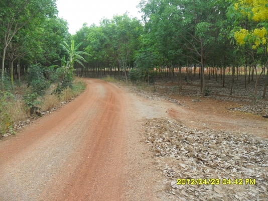 ขายสวนยางพารา ขายสวนยางพารา