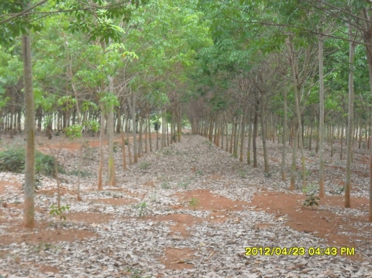 ขายสวนยางพารา ขายสวนยางพารา