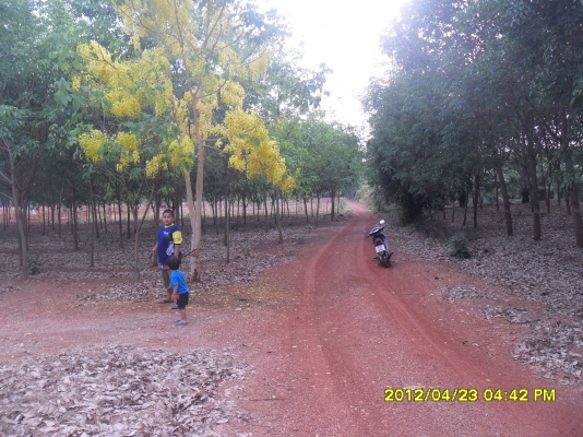 ขายสวนยางพารา ขายสวนยางพารา