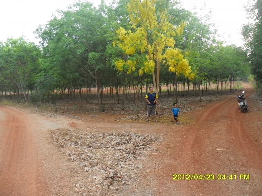 ขายสวนยางพารา