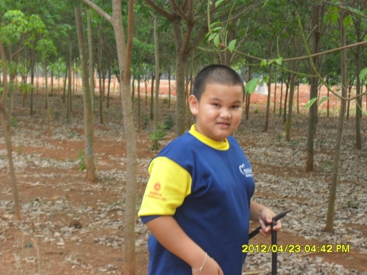 ขายสวนยางพารา ขายสวนยางพารา