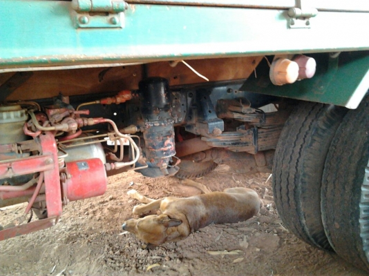 ขาย 6ล้อ "ขวัญใจรถแรง" ISUZU NPR66L วางเครื่องใหญ่ 6BG1 175แรง แห้งดีไม่เยิ้มไม่ซึม เกียร์Rockyใหญ่ ช่วงล่างใหญ่ Fหลัง คัสซีสวยเดิมไม่ผุไม่บวม เสริมเหล็กบน แข็งแรง หัวบางภายในสวยคอนโซลครบ แอร์ พ.พาวเวอร์ เบรคทริฟฟี่ กระบะพื้นไม้คอกไม้สูงสภาพสวยไ