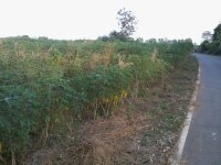 ขายที่ดินจังหวัดกาญจนบุรี เป็น ภบท.5 ไร่ละ 120000 มีอยู่ 2 ไร่ 1 งาน 70 ตรว.