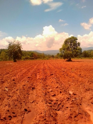 ขายที่ดินเขาใหญ่ ไร่ละล้านห้า วิวสวย