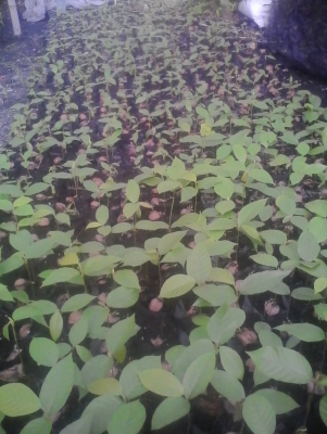 เมล็ดยางนา/ต้นยางนา