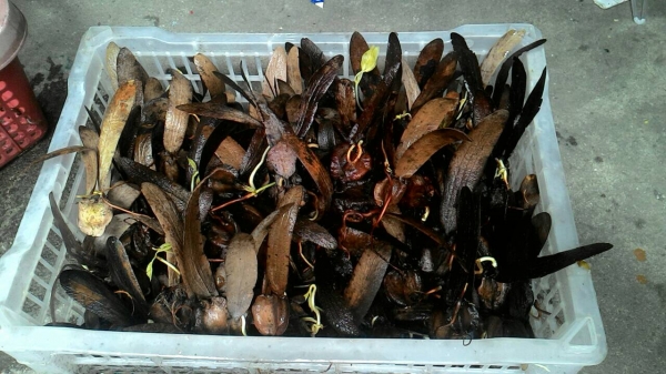 เมล็ดยางนา/ต้นยางนา