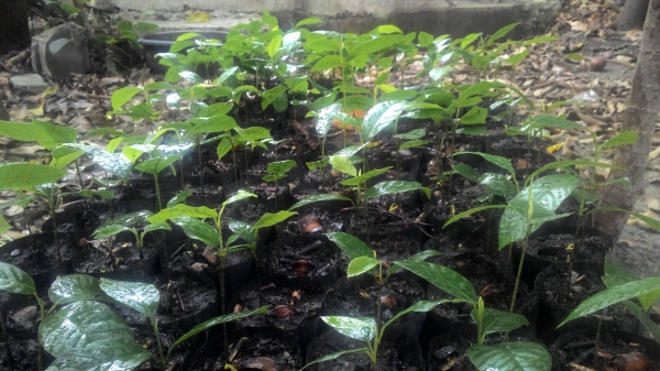 เมล็ดยางนา/ต้นยางนา