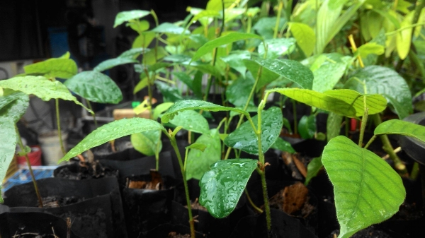 เมล็ดยางนา/ต้นยางนา