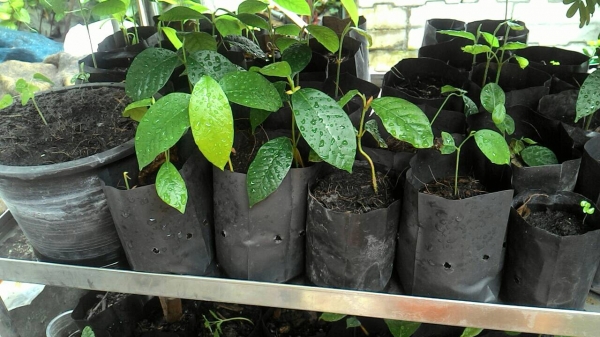 เมล็ดยางนา/ต้นยางนา