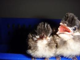 ขายลูกนกกรงหัวจุก 3 ตัว 2000 บาท