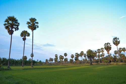 ขายที่ดินไร่อ้อย และทำนา 65 ไร่