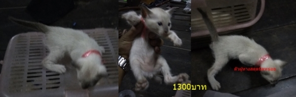 ลูกแมววิเชียรมาศ อายุประมาณ 2 เดือน กินอาหารอ่อนได้แล้วครับ มีรูปพ่อแม่แมวให้พิจารณาครับ