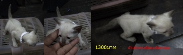 ลูกแมววิเชียรมาศ อายุประมาณ 2 เดือน กินอาหารอ่อนได้แล้วครับ มีรูปพ่อแม่แมวให้พิจารณาครับ