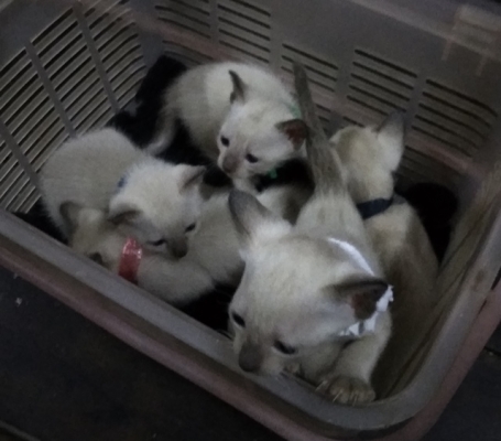 ลูกแมววิเชียรมาศ อายุประมาณ 2 เดือน กินอาหารอ่อนได้แล้วครับ มีรูปพ่อแม่แมวให้พิจารณาครับ