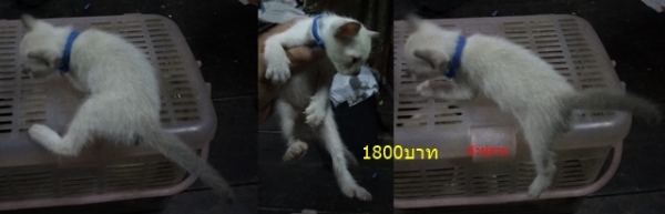 ลูกแมววิเชียรมาศ อายุประมาณ 2 เดือน กินอาหารอ่อนได้แล้วครับ มีรูปพ่อแม่แมวให้พิจารณาครับ