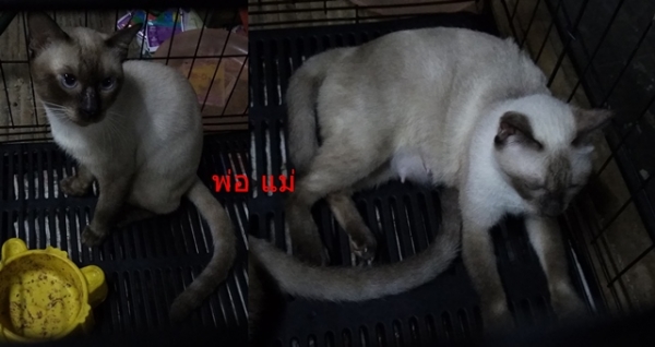 ลูกแมววิเชียรมาศ อายุประมาณ 2 เดือน กินอาหารอ่อนได้แล้วครับ มีรูปพ่อแม่แมวให้พิจารณาครับ