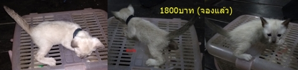 ลูกแมววิเชียรมาศ อายุประมาณ 2 เดือน กินอาหารอ่อนได้แล้วครับ มีรูปพ่อแม่แมวให้พิจารณาครับ