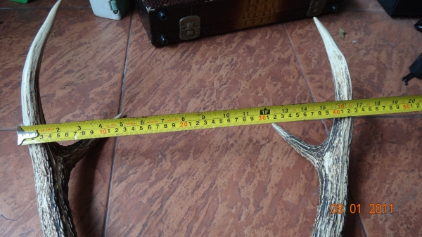 เขากวางเก่าเก็บ