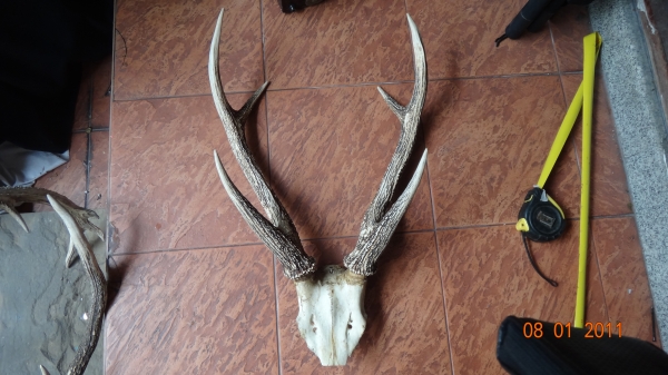 เขากวางเก่าเก็บ