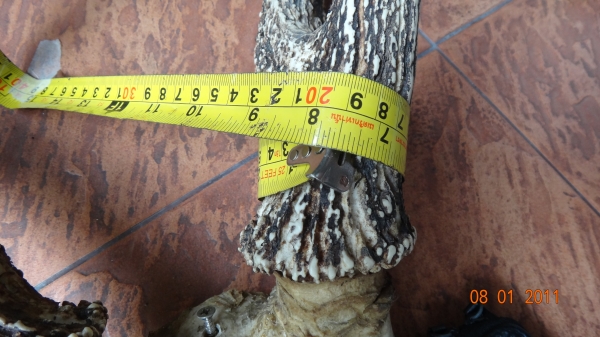 เขากวางเก่าเก็บ