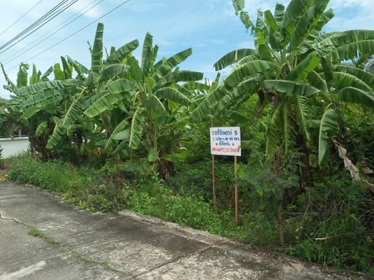 ขายด่วนที่ดิน200 ตรว.มีโฉนดราคาถูกๆเจ้าของขายเอง รังสิต-หนองเสือคลอง11 089-1610096เอก