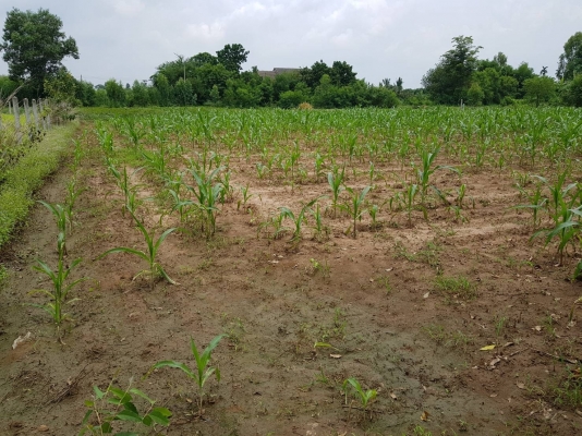 ขายที่ดินเปล่า อ.หนองกี่ ด้านหลัง big Cหนองกี่