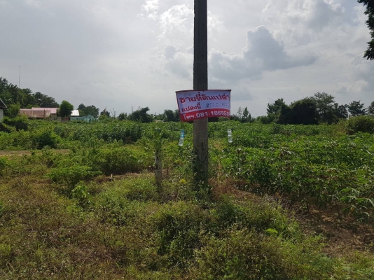 ขายที่ดินเปล่า อ.หนองกี่ ด้านหลัง big Cหนองกี่