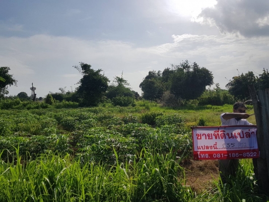 ขายที่ดินเปล่า อ.หนองกี่ ด้านหลัง big Cหนองกี่