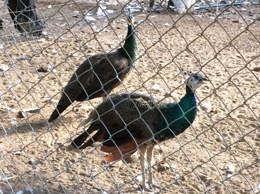 ขายนกยูง 1คู่อายุเกือบ2ปีี 12500บาท 0816278866 0956588866