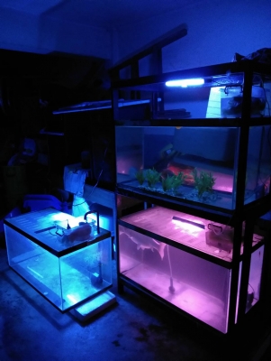 ตู้ปลา 30 นิ้ว 3 ใบ