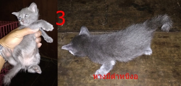 ลูกแมวสีสวาด(โคราช) อายุประมาณ เดือนครึ่ง ตัวเมียทั้ง 3 ตัว คอกนี้มี 3 ตัว ลูกแมวสีสวาด(โคราช) อายุประมาณ เดือนครึ่ง ตัวเมียทั้ง 3 ตัว คอกนี้มี 3 ตัว