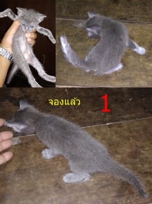 ลูกแมวสีสวาด(โคราช) อายุประมาณ เดือนครึ่ง ตัวเมียทั้ง 3 ตัว คอกนี้มี 3 ตัว ลูกแมวสีสวาด(โคราช) อายุประมาณ เดือนครึ่ง ตัวเมียทั้ง 3 ตัว คอกนี้มี 3 ตัว