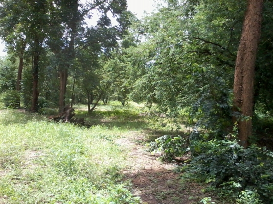 ขายที่ดิน ต.หนองบัว อ.เมือง กาญจนบุรี 23 ไร่ ไร่ละ 700000 บาท ที่ดินใกล้แหล่งท่องเที่ยว ใกล้แม่น้ำ