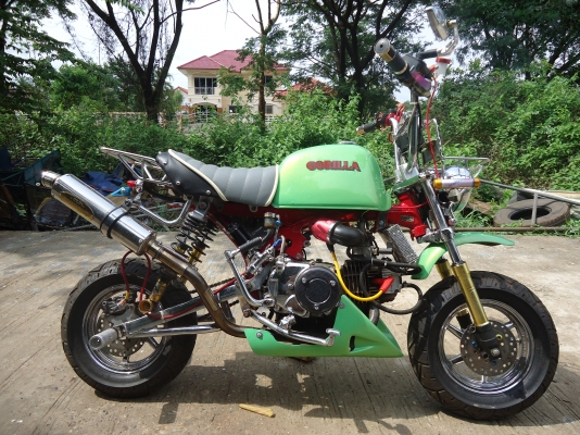 ปรับราคาขายกอลิล่า ญี่ปุ่น ราคา33000ต่อลองได้